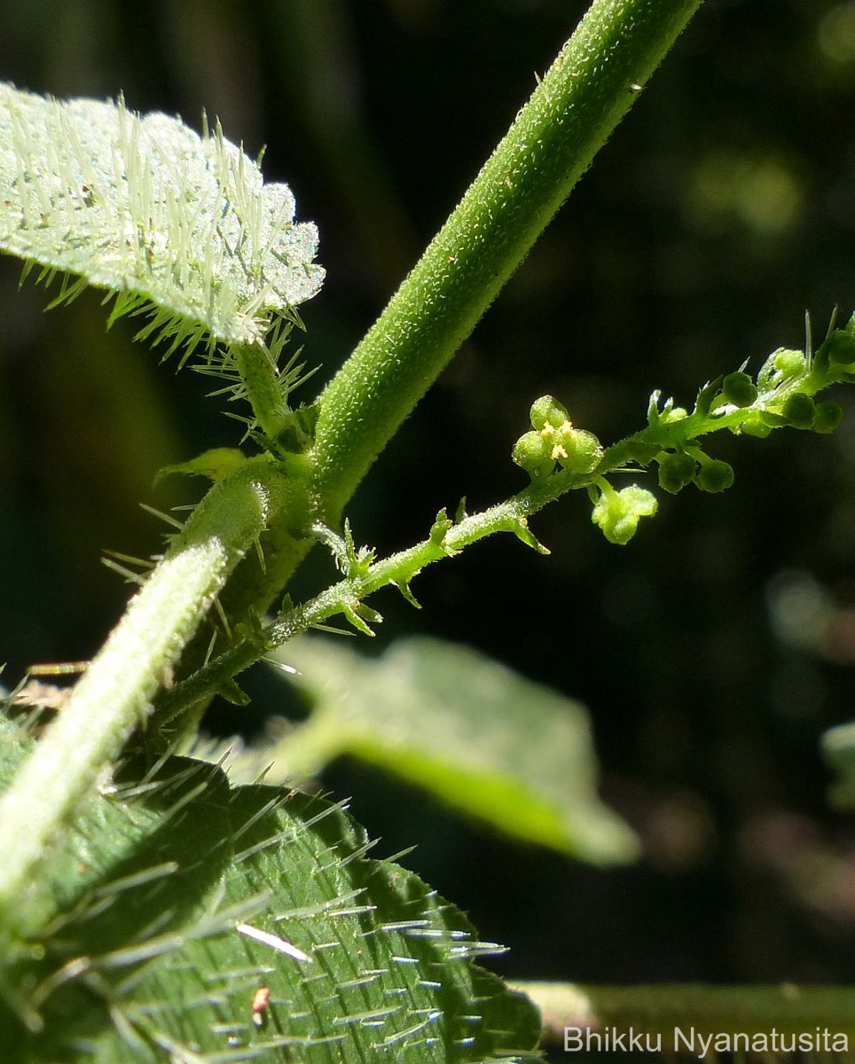 Tragia involucrata L.